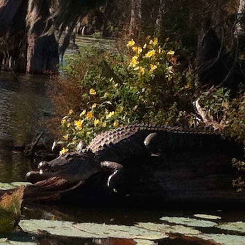 Champagnes Swamp Tours Reviews Champagnes Swamp Tours Reviews